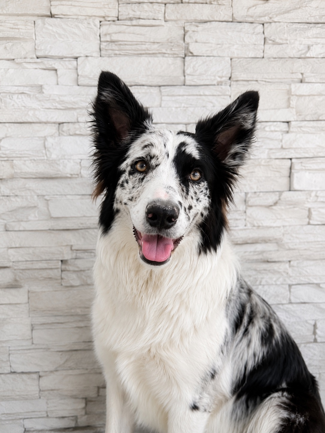 Camilla, mascotte ÈCasa
